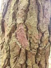 close-up image of pine tree bark showing rough and cracked texture patterns in SriLanka