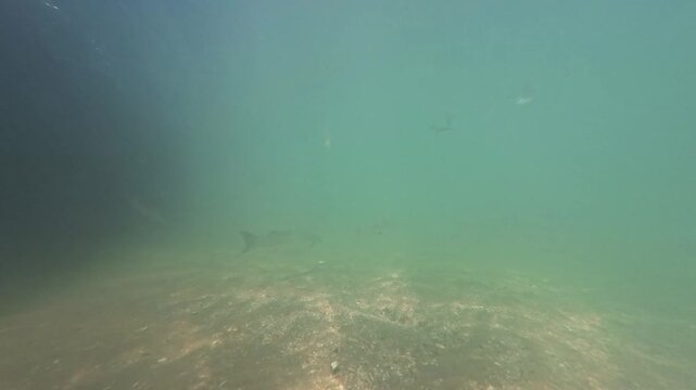 Underwater world, mullet fish swim