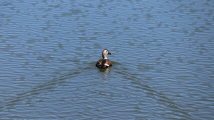 泳ぐカモの後ろ姿
