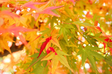 鮮やかな紅葉