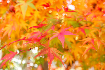 鮮やかな紅葉