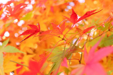 鮮やかな紅葉