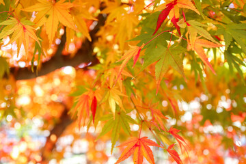 鮮やかな紅葉