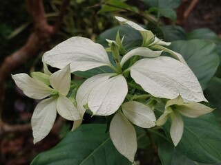 White mussaenda flower. Mussaenda bloom macro. Tropical plant focus. Green foliage closeup....