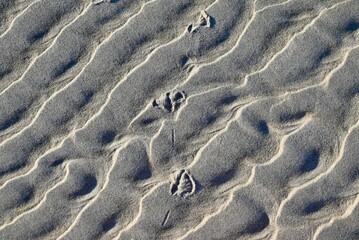 Bird Footprints in Sand on Beach