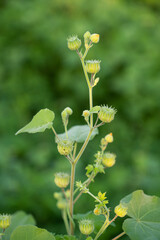 Closeup Abutilon indicum ,Theophrasti Velvetleaf plant