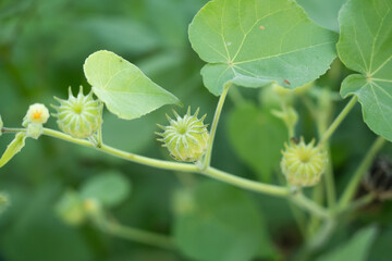Closeup Abutilon indicum ,Theophrasti Velvetleaf plant