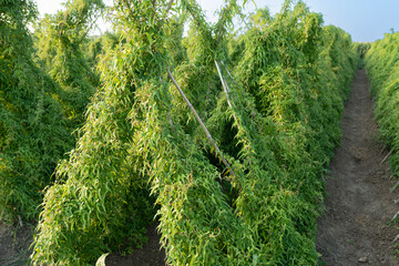 Green chinese yam plants growing in field