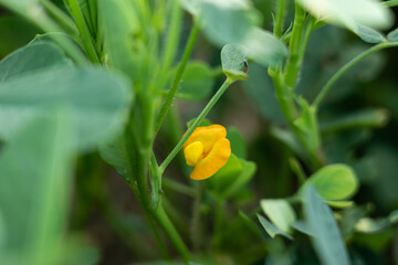 closeup of peanuts flower in the field