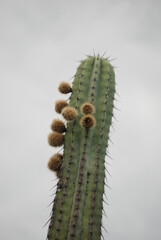 
Pitaya Cactus with Fruits in a Desert Landscape