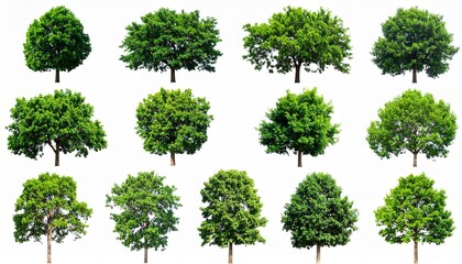 Twelve Lush Green Trees Isolated on White Background