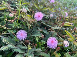 Delicate Mimosa Pudica flowers bloom in lush green foliage, showcasing their unique beauty in nature