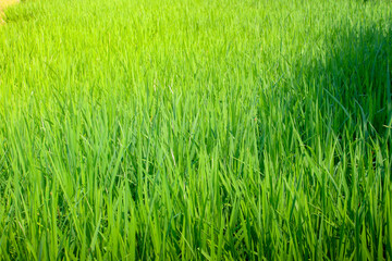 A vibrant, full-frame shot captures a dense field of tall, lush green rice plants with developing...