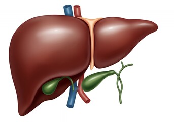 Human liver anatomy with gallbladder, veins, and arteries illustration.