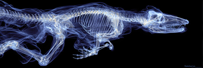 Translucent Wonders: An X-Ray Exploration of Animal Anatomy's Intricate Beauty