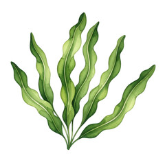 Watercolor illustration of green wavy seaweed isolated on transparent background