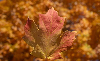 Autumn foliage background. Autumn fall leaves of maple trees. Autumnal fall tree in sunlight....
