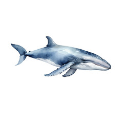 great white shark