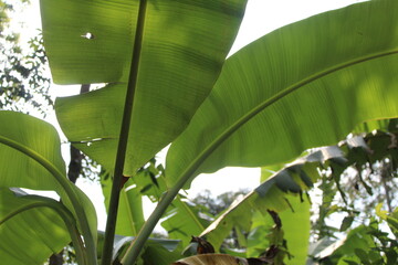 banana tree in the garden © Asti Meta Dilia
