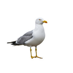 Obraz premium Seagull standing proudly on a dark ground