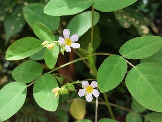 White wildflower focus. Wildflower macro view. Yellow center flower. Green foliage closeup....
