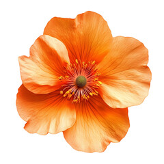 Close-up of a beautiful orange dahlia flower, resembling a gerbera or daisy, with delicate petals blooming in nature, isolated on white