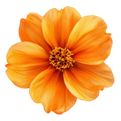 Close-up of a beautiful orange dahlia flower, resembling a gerbera or daisy, with delicate petals blooming in nature, isolated on white