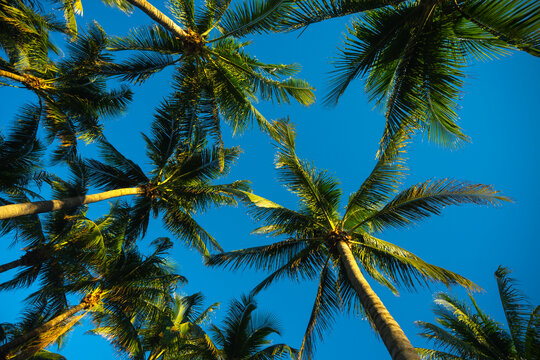 Summer palm background. Tropical landscape. Summer coast view. Palm tree on blue sky. Tropical paradise. Summer wallpaper. Palm landscape. Tropics palm tree texture. Summer palms trees.