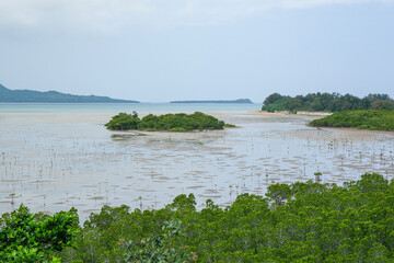 小浜島の西側に広がるマングローブ林