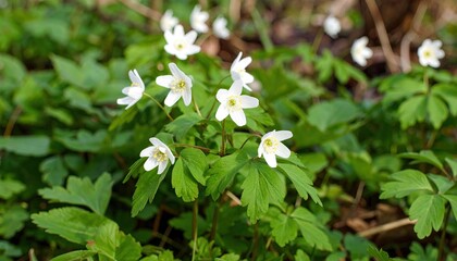 Wildflowers in spring forest