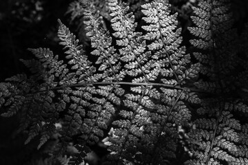 Sunlight catching fern fronds in a woodland in black and white