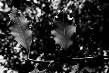 Close-up of holly leaves backlit by sunlight in a forest in black and white