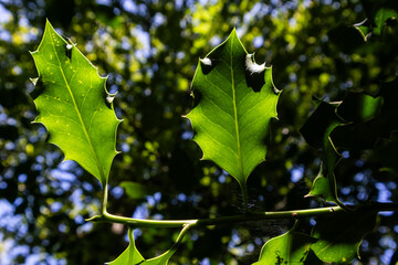 Close-up of holly leaves backlit by sunlight in a forest