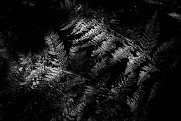 Sunlight catching fern fronds in a woodland in black and white