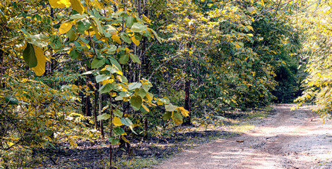 Peaceful forest trail with vibrant green and yellow foliage, perfect for nature walks and tranquil outdoor escapes.