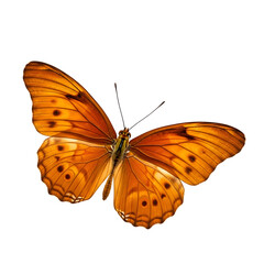 Gulf fritillary butterfly on black background