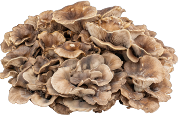 Cluster of brown-tan mushrooms