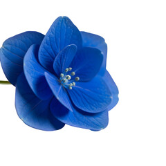 Obraz premium Electric blue hydrangea against black background
