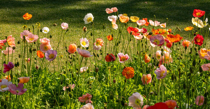Poppies are flowering plants in the subfamily Papaveroideae of the family Papaveraceae, known for their colorful flowers.
