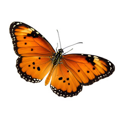 Orange butterfly on black background studio
