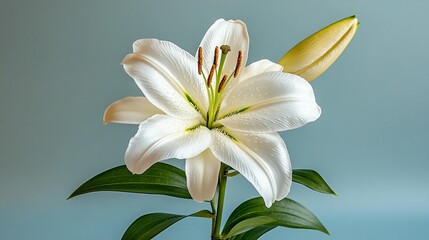 Fototapeta premium White lily flower close up delicate bloom soft lighting elegant botanical image