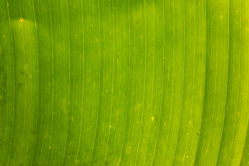 close up of a palm frond