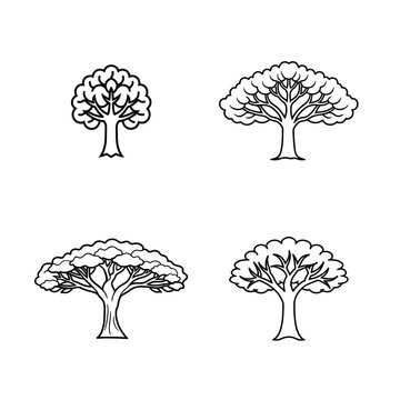 High-quality bundle of monkeypod tree images, monkeypod wood textures, tropical monkeypod tree photos, natural monkeypod tree elements perfect for design and creative projects