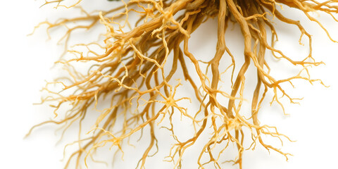 Macro image of mycelium roots entangled like neurons, white background