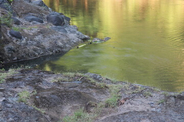 Perfect Nature Mirror of Green Leaves on Riverside

Emerald Leaf Reflection in Clear Jungle Stream
