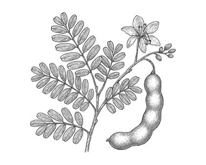 Botanical Illustration of a Tamarind Plant Branch Featuring Pod, Flower, and Leaves