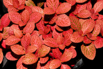 Fittonia albivenis is a species of flowering plant in the family Acanthaceae, native to the...