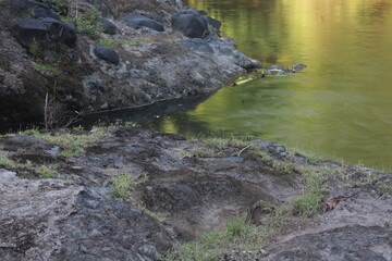 Tranquil River Scene with Leaf Canopy Mirror Effect

Green Foliage Reflected on Glassy Tropical Water