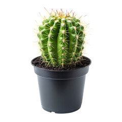 Cactus in dark pot, close-up