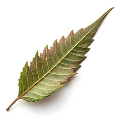 Dried neem leaves are potent herbal leaves used in traditional medicine,